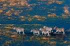 An aerial view of plains zebras walking in a flood plain Okavango Delta-Botswana Art Print